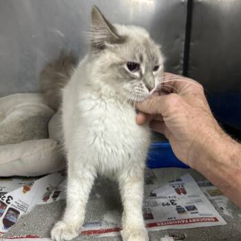 Siamese and Domestic Medium Hair Cats Available for Adoption in Nashville, Tennessee - Blondie | PetCurious