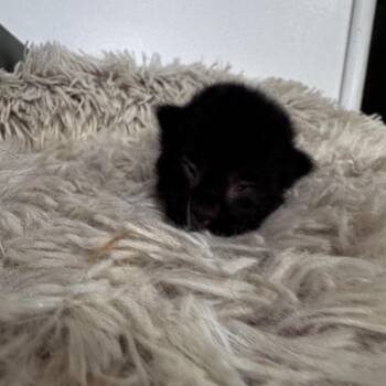 Domestic Short Hair Cats Available for Adoption in Westminster, California - Jujujub | PetCurious