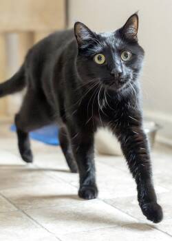 Lance -  Domestic Short Hair Cat for Adoption in Buford, Georgia - Lance | PetCurious
