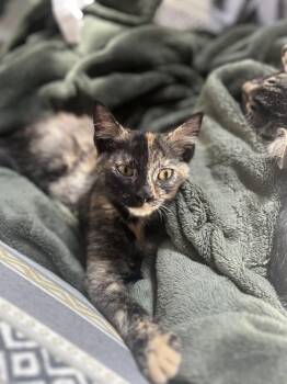 Rowena -  Domestic Short Hair Cat for Adoption in Alafaya, Florida - Rowena | PetCurious