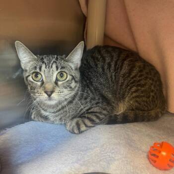 ZOE -  Domestic Short Hair Cat for Adoption in Kyle, Texas - ZOE | PetCurious