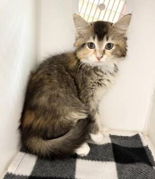 Poppy -  Domestic Short Hair Cat for Adoption in Rochester, Indiana - Poppy | PetCurious
