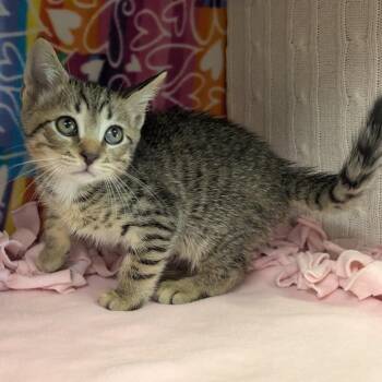 Galahad -  Domestic Short Hair Cat for Adoption - Galahad | PetCurious