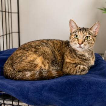 Bunny -  Domestic Short Hair Cat for Adoption in Hopkinton, Massachusetts - Bunny | PetCurious