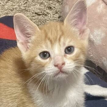 Rescue Domestic Short Hair Cats for Adoption in Austin, Texas - Ulysses 23 | PetCurious