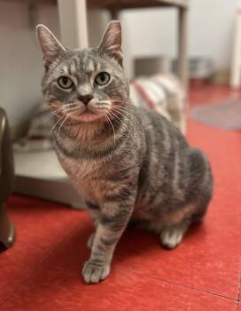Chief -  Domestic Short Hair Cat for Adoption in Harrison, New York - Chief | PetCurious