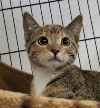 0928-2017 -  Domestic Short Hair and Torbie Cat for Adoption in Turlock, California - 0928-2017 | PetCurious