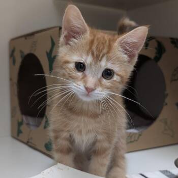 Gold -  Domestic Short Hair Cat for Adoption in Reno, Nevada - Gold | PetCurious
