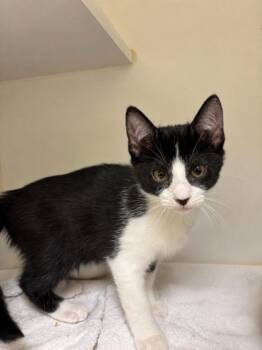 MUNCHKIN -  Domestic Short Hair Cat for Adoption in Texas City, Texas - MUNCHKIN | PetCurious