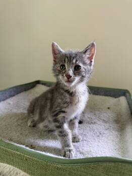 Eric -  Domestic Short Hair Cat Available for Adoption in Springfield, Massachusetts - Eric | PetCurious