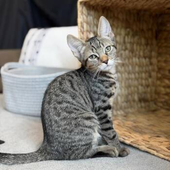 Mufasa -  Domestic Short Hair Cat for Adoption in Jupiter, Florida - Mufasa | PetCurious
