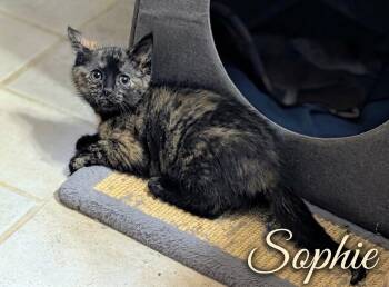 Sophie...big adventures come in tiny packages -  Domestic Short Hair Cat for Adoption in Murfreesboro, Tennessee - Sophie...big Adventures Come In Tiny Packages | PetCurious