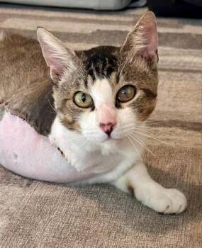 Easton -  Domestic Short Hair Cat for Adoption in Fresno, California - Easton | PetCurious