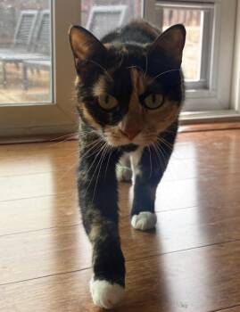 Dolly -  Calico and Domestic Short Hair Cat for Adoption in Vacaville, California - Dolly | PetCurious