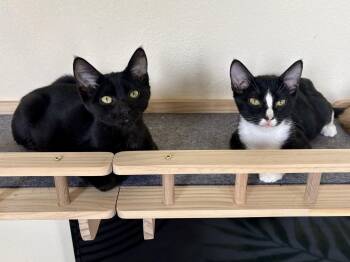 Hamm -  Domestic Short Hair Cat for Adoption in Phoenix, Arizona - Hamm | PetCurious