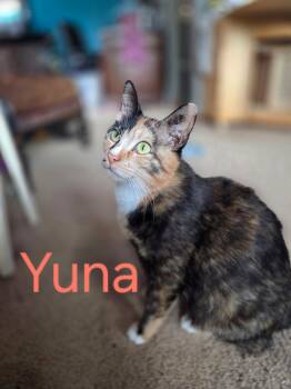 Yuna -  Domestic Short Hair and Calico Cat for Adoption in Omaha, Nebraska - Yuna | PetCurious