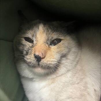 Domestic Short Hair and Siamese Cats Available for Adoption - Pearl | PetCurious