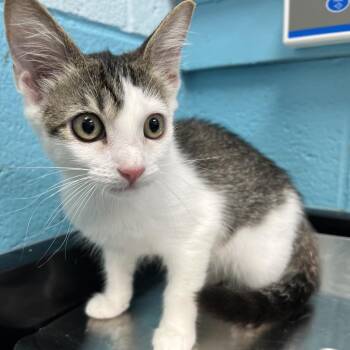 Jacob -  Domestic Short Hair Cat for Adoption in Philadelphia, Pennsylvania - Jacob | PetCurious