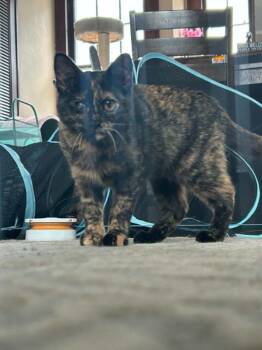 Bean -  Domestic Short Hair Cat for Adoption in Minneapolis, Minnesota - Bean | PetCurious