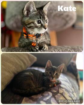 Kate -  Domestic Short Hair Cat for Adoption in Newberg, Oregon - Kate | PetCurious