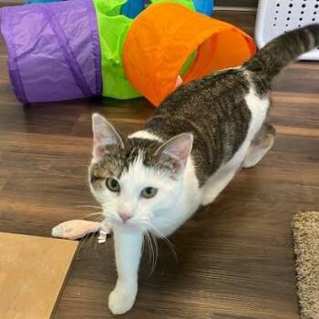 Domestic Short Hair Cats Available for Adoption in Jeffersonville, Indiana - Avalanche | PetCurious