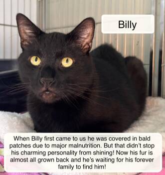 Domestic Short Hair Cats Available for Adoption in Ellicott City, Maryland - Billy | PetCurious