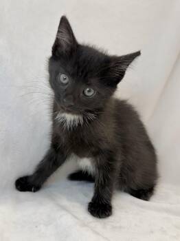 Garnet -  Domestic Short Hair Cat for Adoption in Greensboro, North Carolina - Garnet | PetCurious