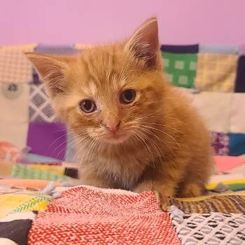 Domestic Short Hair Cats Available for Adoption in Evansville, Indiana - Boysenberry | PetCurious