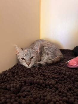 Clove -  Domestic Short Hair Cat for Adoption in Burnaby, British Columbia - Clove | PetCurious
