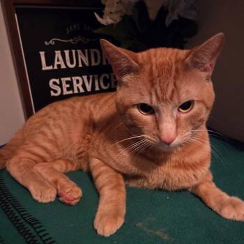 Taco -  Domestic Short Hair Cat for Adoption in Layton, Utah - Taco | PetCurious