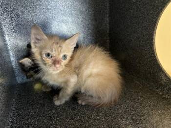 JOEY -  Domestic Short Hair Cat for Adoption in Grand Prairie, Texas - JOEY | PetCurious