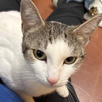 Domestic Short Hair Cats Available for Adoption in Goleta, California - Ghost | PetCurious