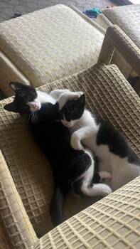 Marshmallow / Oreo -  Domestic Short Hair Cat Available for Adoption in Parkville, Maryland - Marshmallow / Oreo | PetCurious