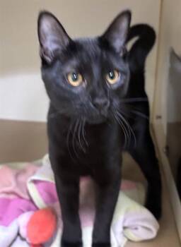 WINNIE -  Domestic Short Hair Cat for Adoption in Dedham, Massachusetts - WINNIE | PetCurious