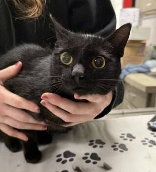 Domestic Short Hair Cats Available for Adoption in West Chester, Pennsylvania - Red Light | PetCurious