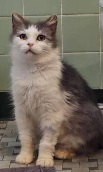 Domestic Medium Hair Cats Available for Adoption in Pittsburgh, Pennsylvania - Pearl | PetCurious