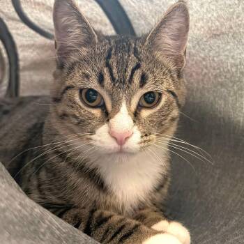 Affogato -  Domestic Short Hair Cat for Adoption in Middleton, Wisconsin - Affogato | PetCurious