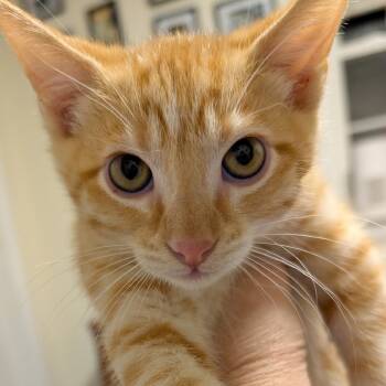 Rescue Domestic Short Hair Cats for Adoption in Troy, Illinois - Pluto | PetCurious