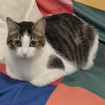 Donald -  American Shorthair Cat for Adoption in Los Angeles, California - Donald | PetCurious
