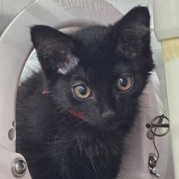 Sailor -  Domestic Medium Hair Cat for Adoption in Kennebunk, Maine - Sailor | PetCurious