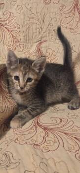 Lilly -  Domestic Short Hair Cat for Adoption in Saint Charles, Missouri - Lilly | PetCurious
