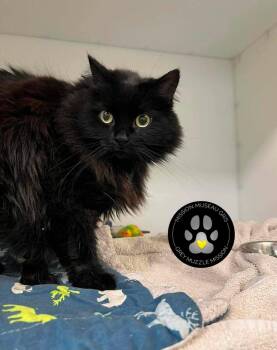 Cocotte -  Domestic Short Hair Cat for Adoption in Delson, Quebec - Cocotte | PetCurious
