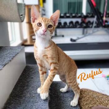 Rufus #brother-of-Rudy -  Tabby and Domestic Short Hair Cat for Adoption in Houston, Texas - Rufus #brother-of-Rudy | PetCurious