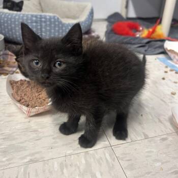 Percy -  Domestic Short Hair Cat for Adoption in Binghamton, New York - Percy | PetCurious