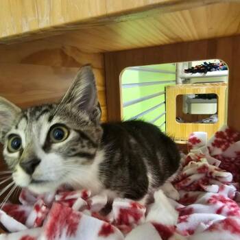 Belmar -  Domestic Short Hair Cat for Adoption - Belmar | PetCurious