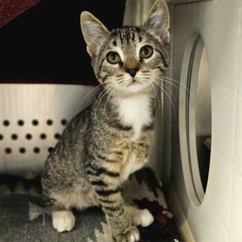 Robert -  Domestic Short Hair Cat for Adoption in Oakland, California - Robert | PetCurious