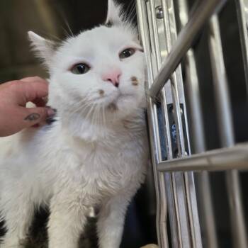Sean -  Domestic Medium Hair Cat for Adoption in Spokane, Washington - Sean | PetCurious
