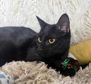 Twila -  Domestic Short Hair Cat for Adoption in Conway, South Carolina - Twila | PetCurious