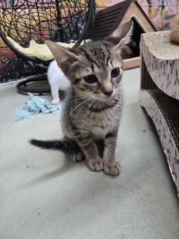 Almond -  Domestic Short Hair Cat for Adoption in Savannah, Georgia - Almond | PetCurious