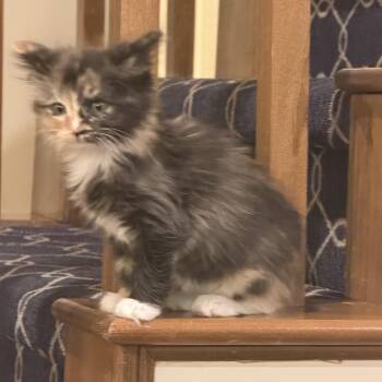 Supergirl -  Calico Cat for Adoption in Bentonville, Arkansas - Supergirl | PetCurious